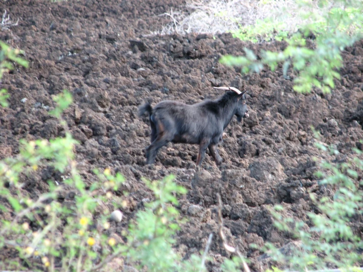 there is a animal that is standing in the dirt