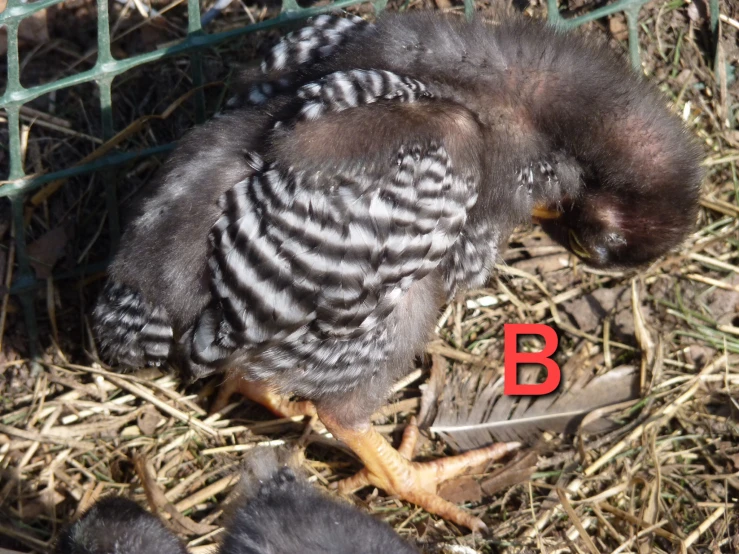 a dead bird on the ground with a red b on it