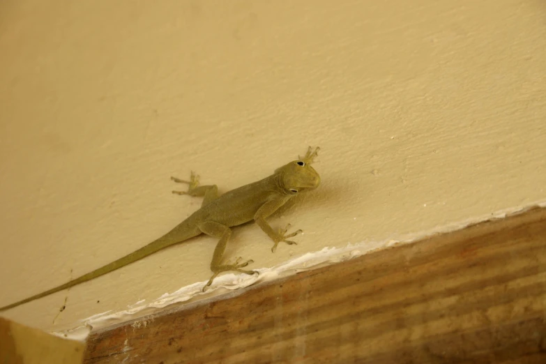a small lizard that is walking up the side of a wall