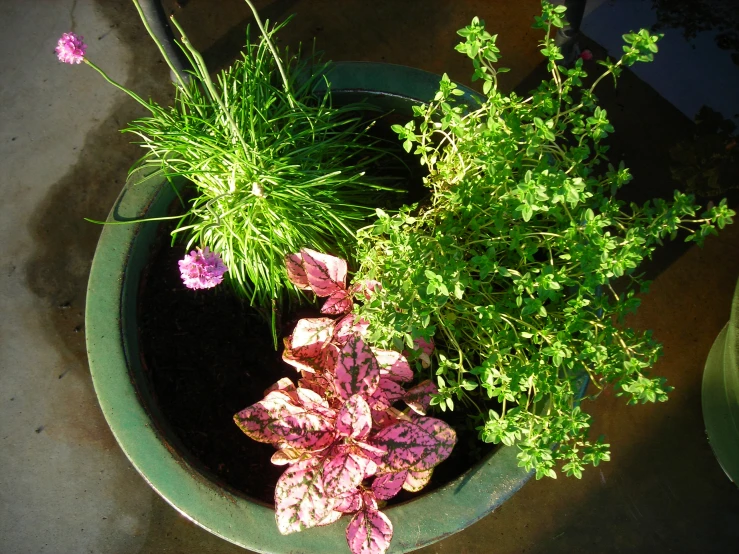 a planter with pink flowers and green plants in it