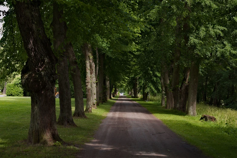 a tree lined dirt road with green trees on both sides