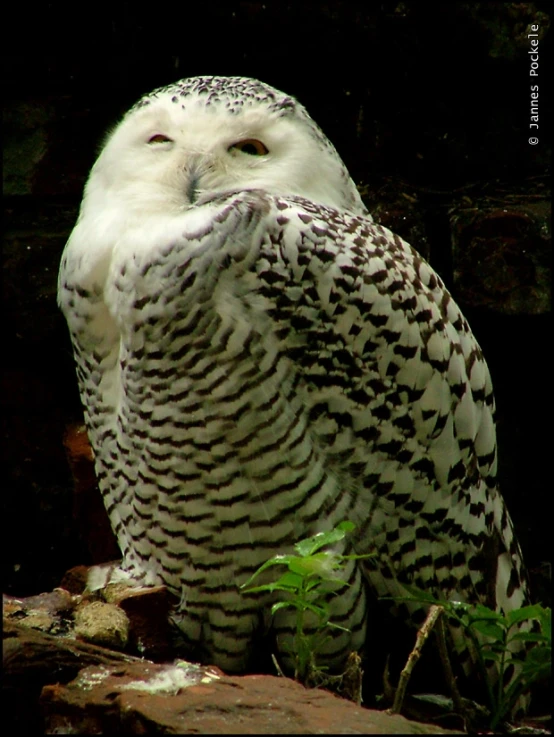 the owl is sitting on the tree stump