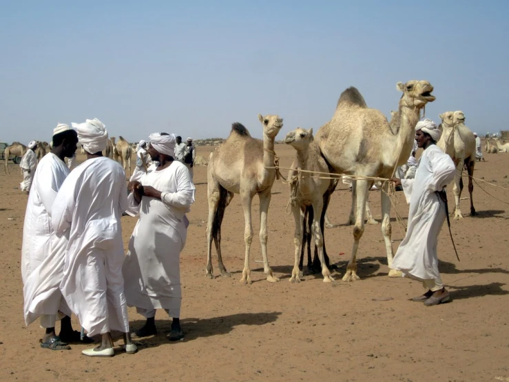 men standing in front of a group of camels