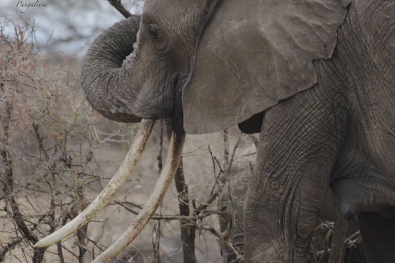 the elephant with it's long trunk is holding on to its nose