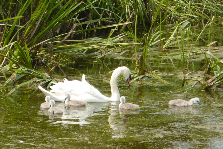a white swan swimming with two baby birds