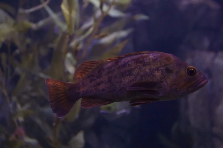 a black and purple fish and some green plants