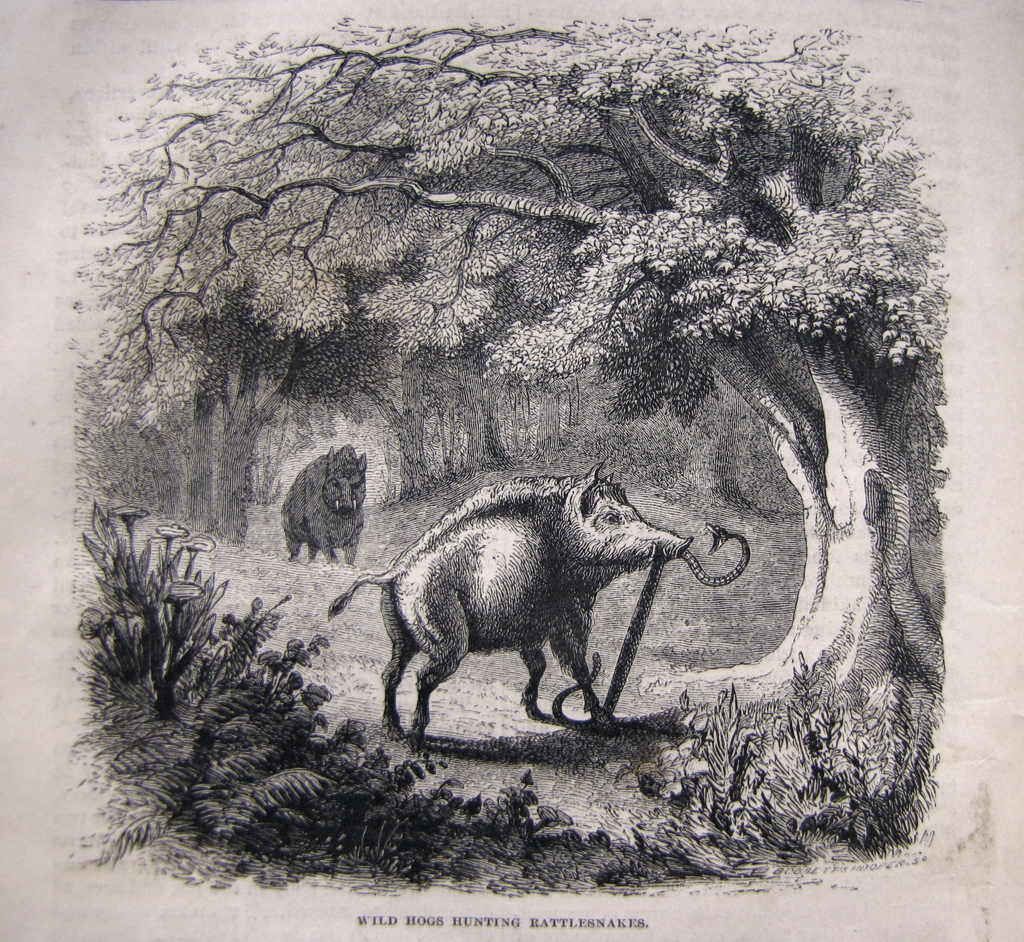 the old illustration depicts an animal and man