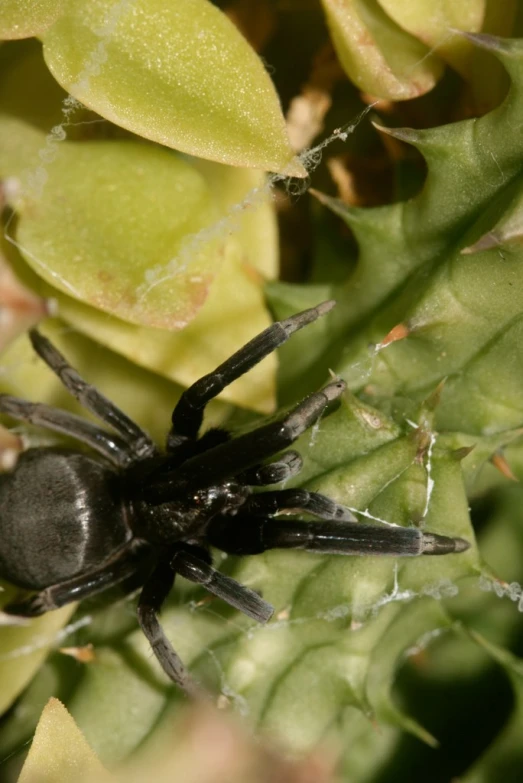 black spider sitting on top of green leaves