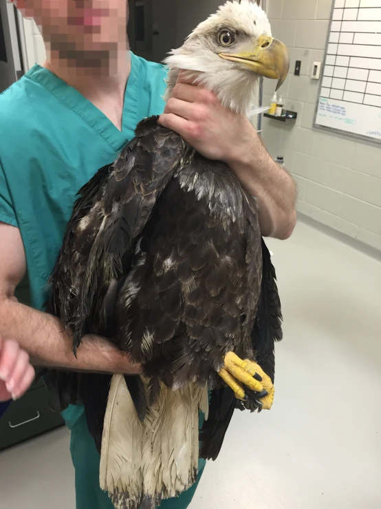 a person in scrubs holding a bald eagle