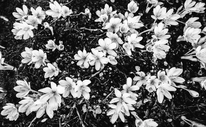 some flowers with very small buds are shown in black and white