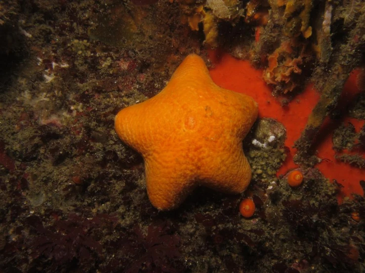 an orange starfish on a rock surface