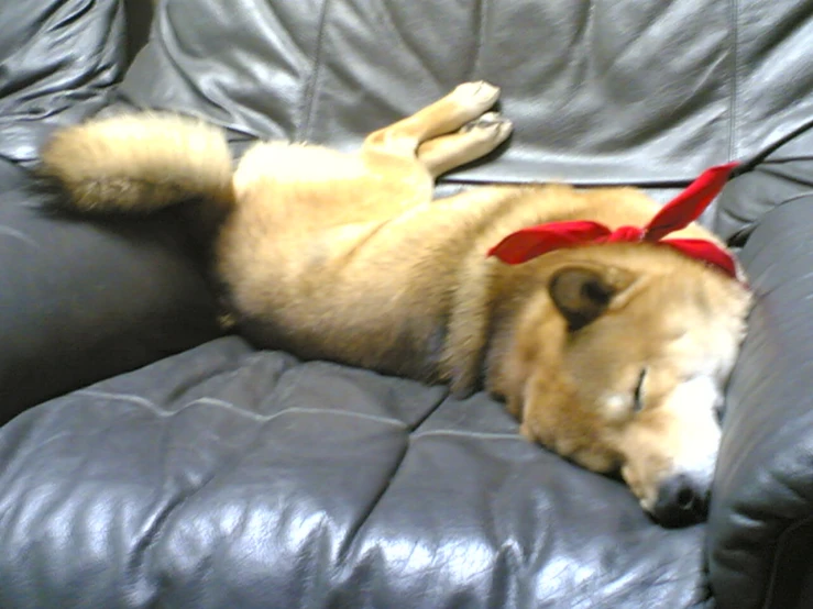 a husky curled up on a couch wearing a red ribbon