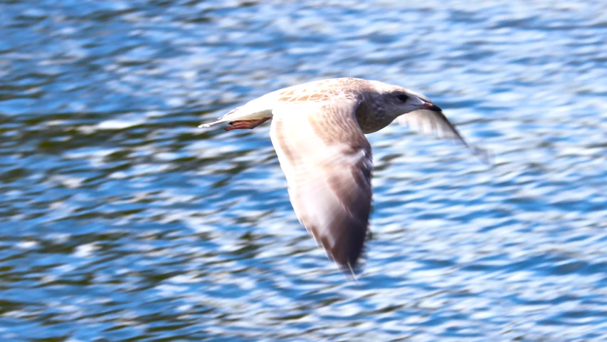 a bird flying through the air over a body of water