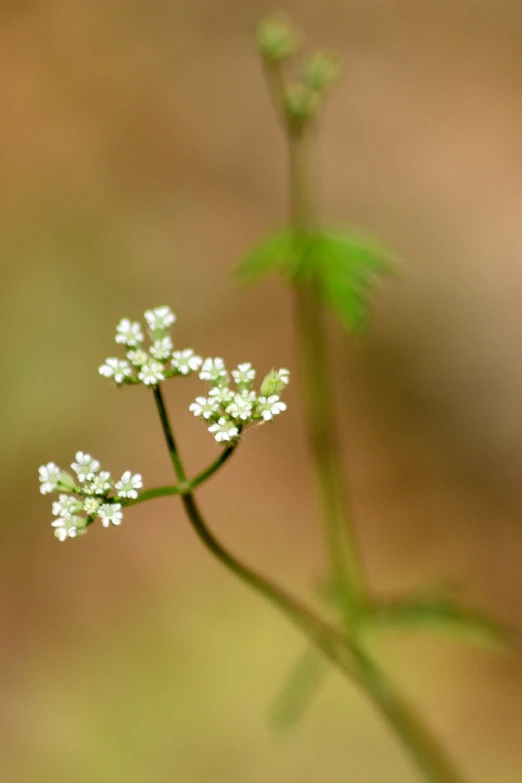 small white flower is sitting on a stem in front of another one