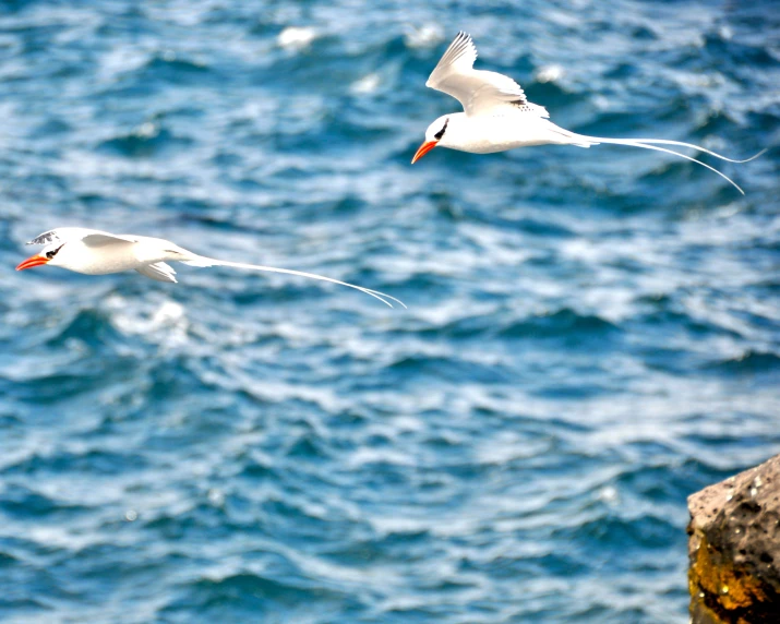 two birds that are flying over the water