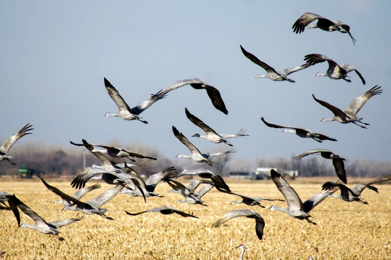 a flock of birds flying above some brown grass