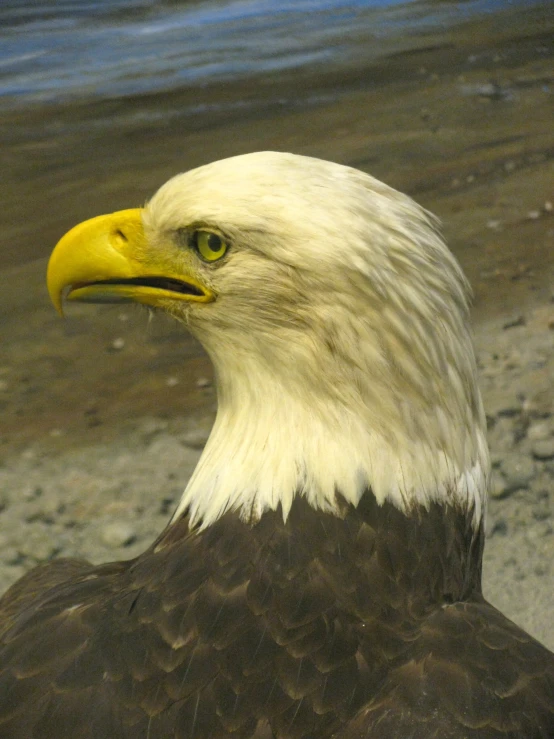 the bald eagle has an intense look on his face