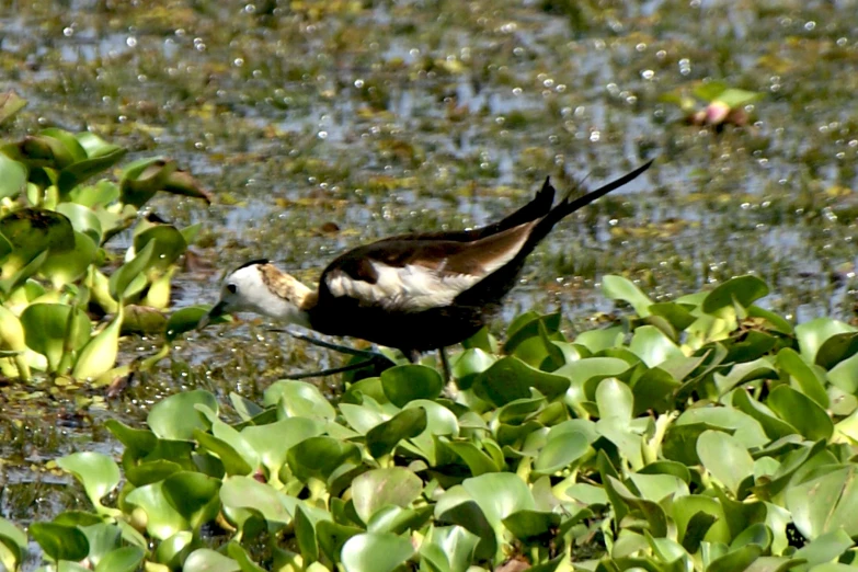 a bird in the water eating some plants