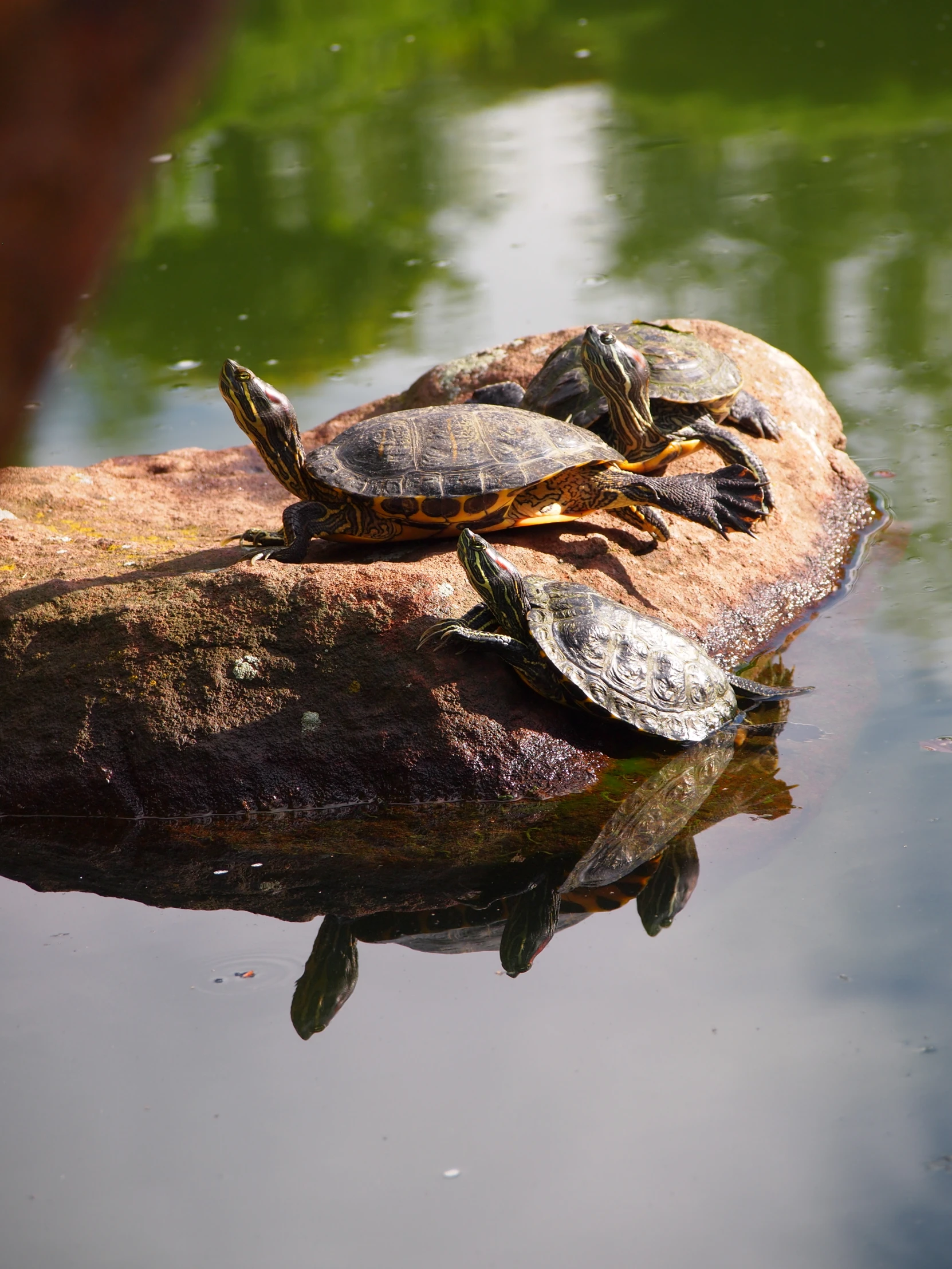 small turtles on top of a rock in the water