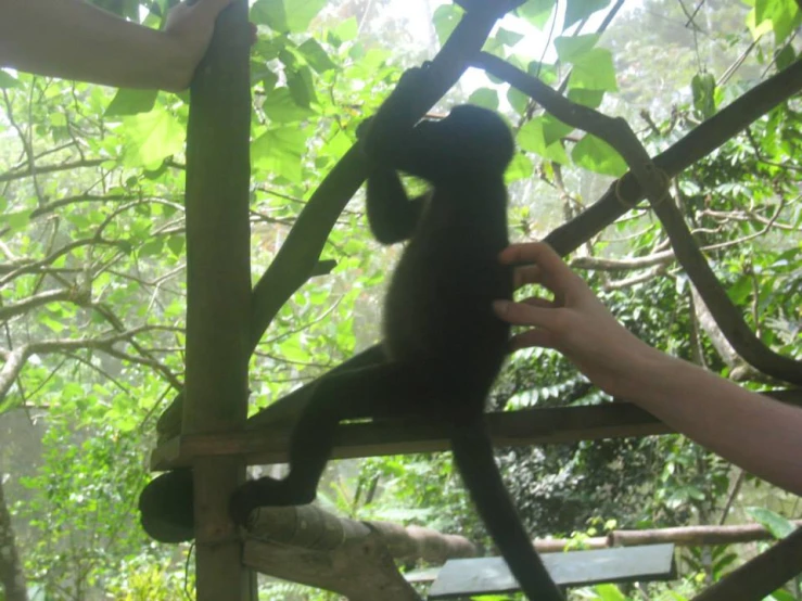 a small monkey climbs on to some people holding it up
