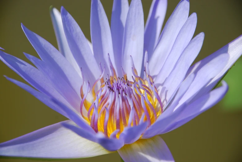 a closeup view of a purple water lily with an insect