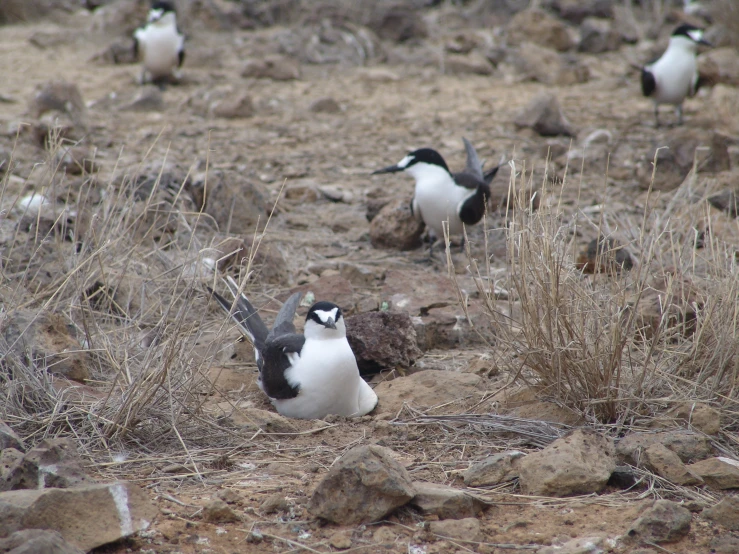 a number of birds on the ground near rocks