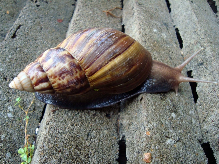 a large snail crawling across a sidewalk