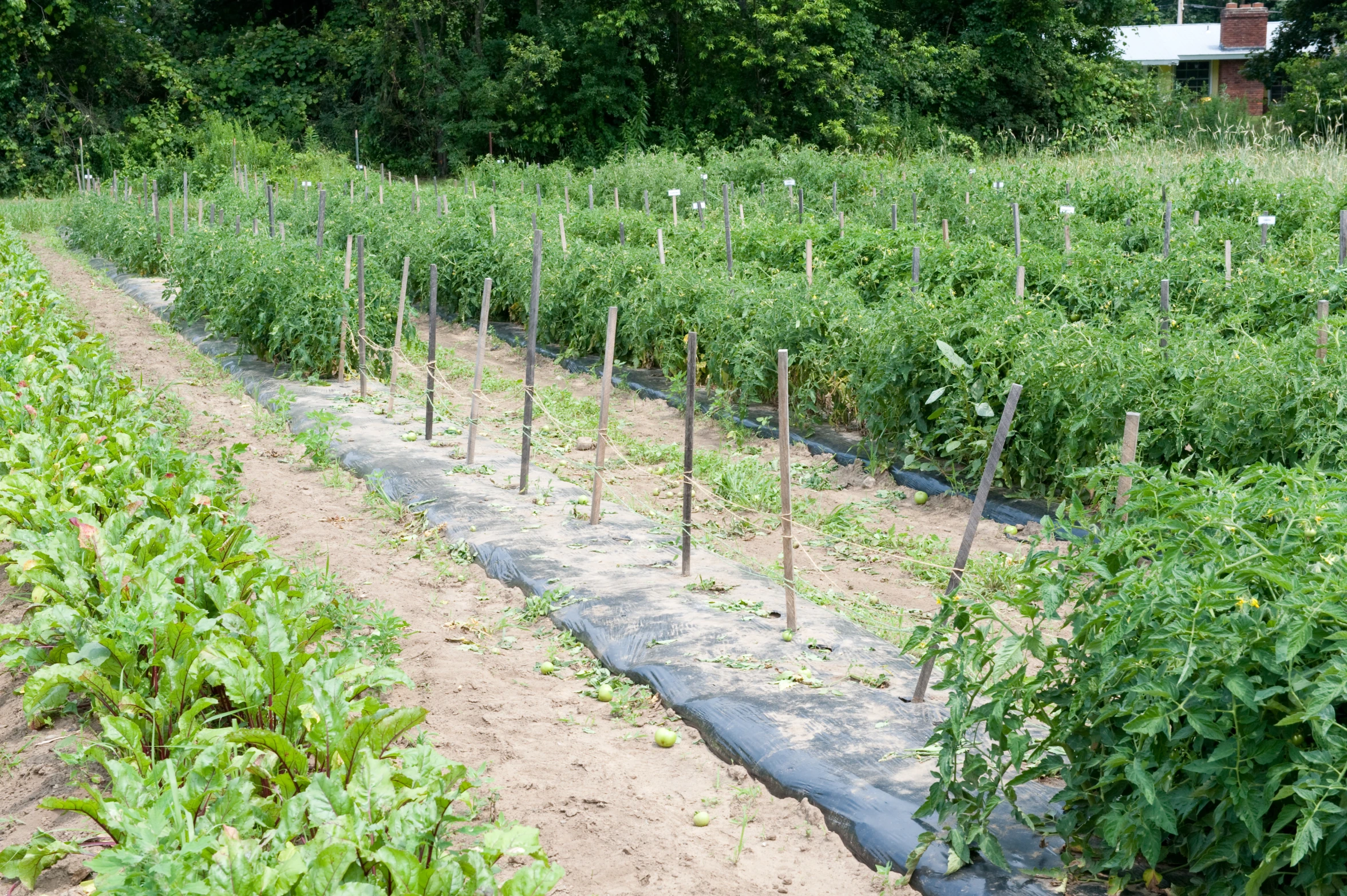 the large rows of plants are growing in the field