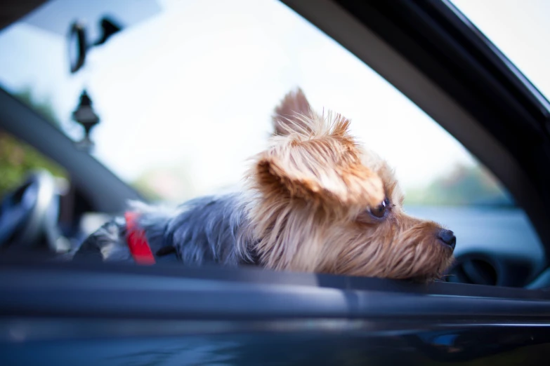 a small brown dog laying on top of a car seat