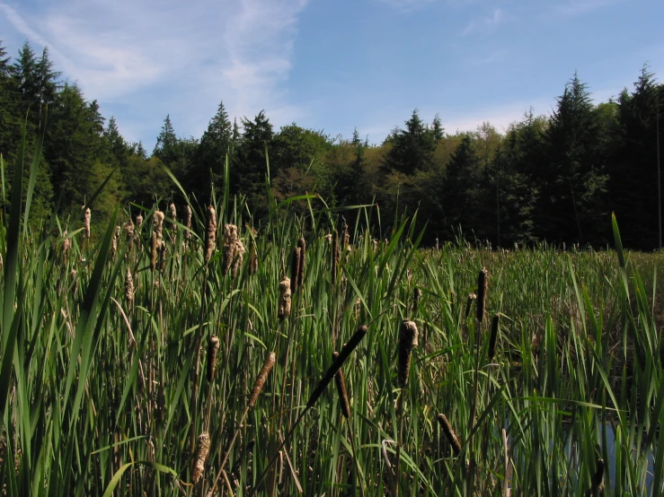 some tall grasses are standing near a pond