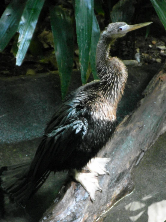 a small black bird sitting on a log