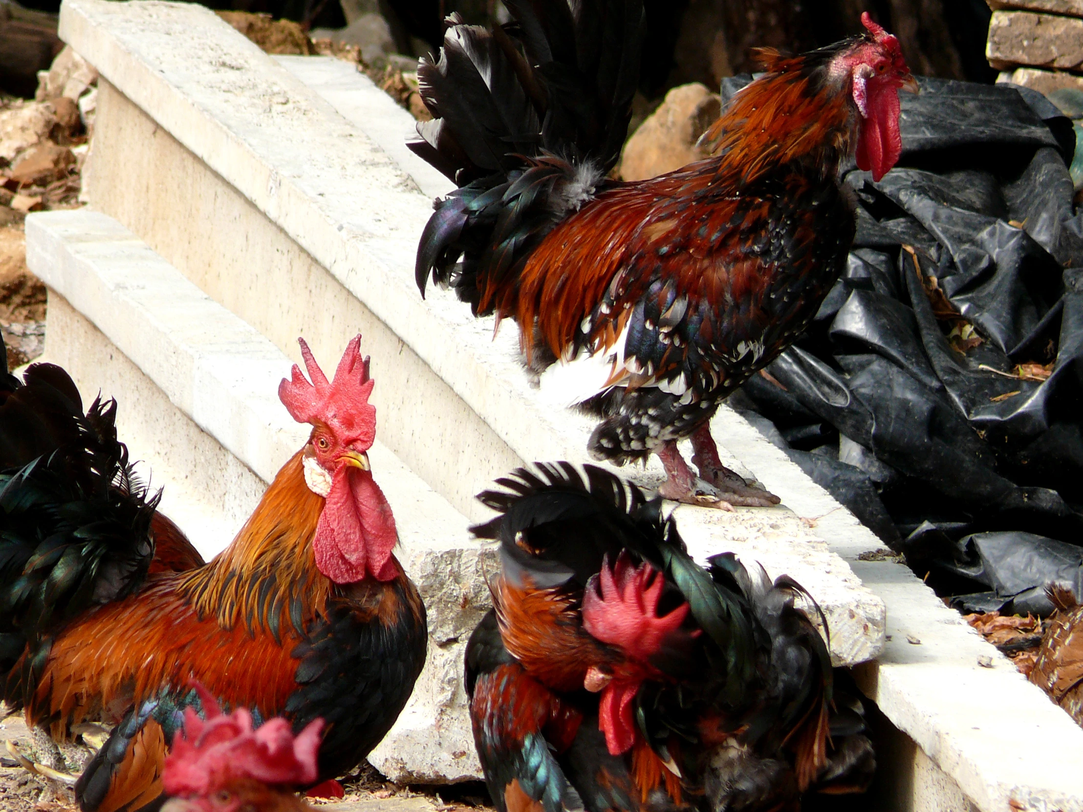 a group of roosters gathered outside on a pile of plastic