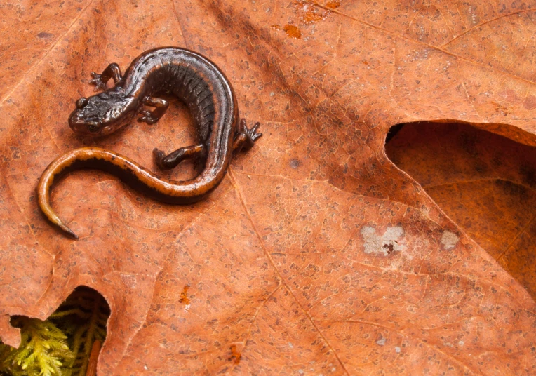 a little lizard laying on top of a leaf covered ground