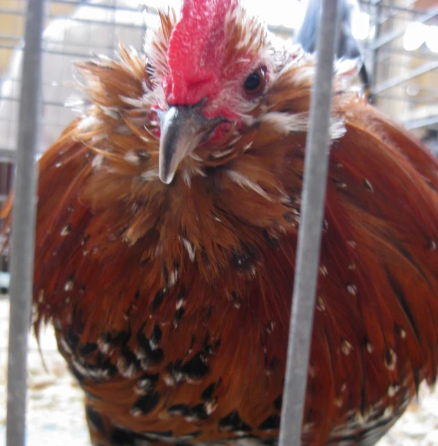 a large chicken in a metal cage with feathers