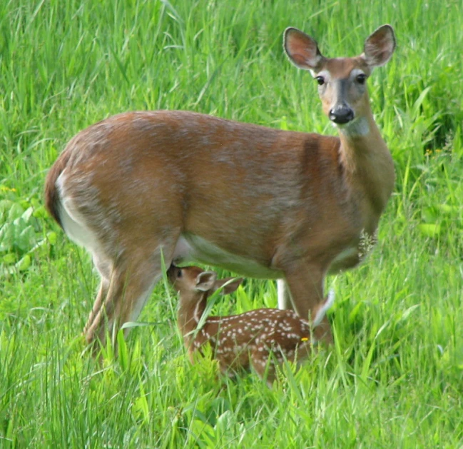 a young deer is standing in a field with its mother