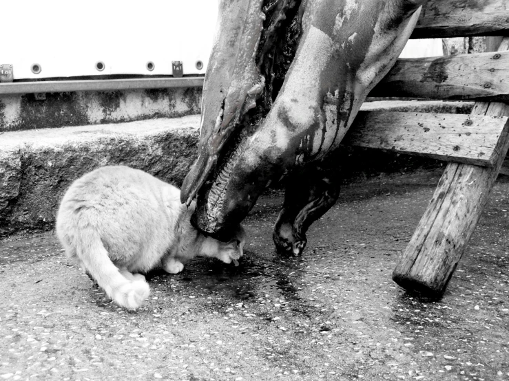 a cat is kneeling down and touching the tail of a horse