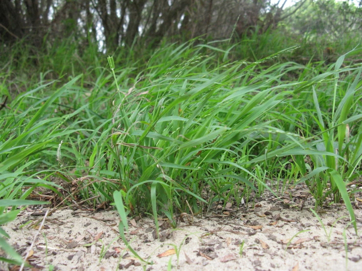 green grasses grow among the sand and grass