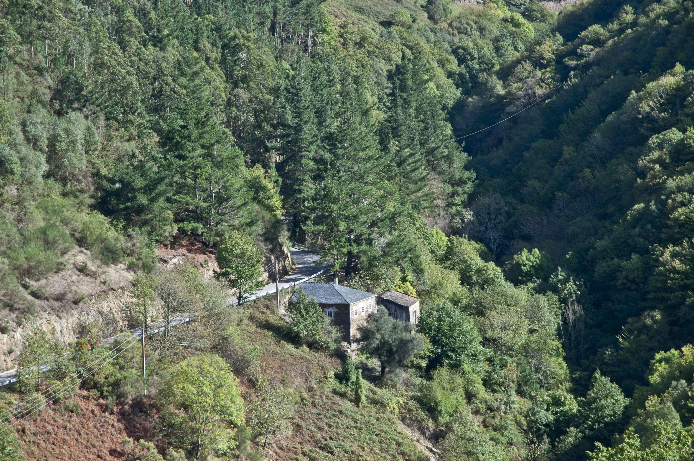 an aerial view of a forest and the side