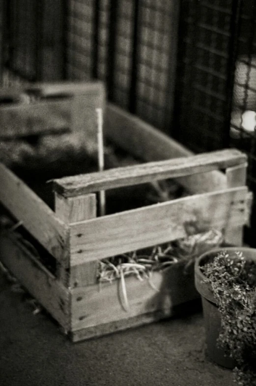 a box of plants in black and white pograph