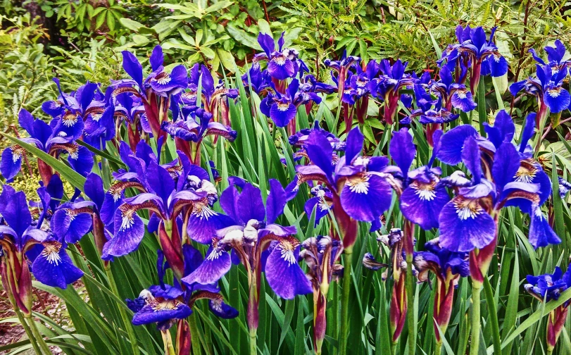 an abundance of purple flowers grows in the garden