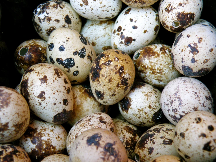 many brown and white eggs with rusted spots