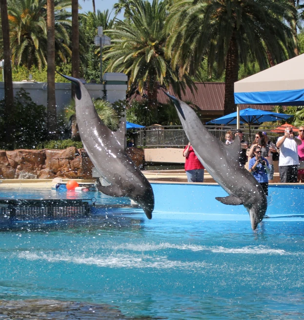 two dolphins jumps out of the water in an enclosure