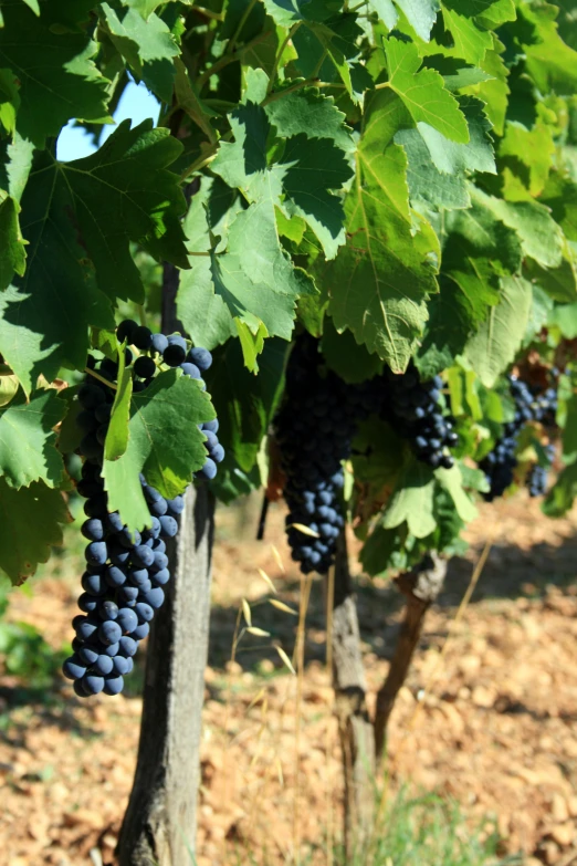 the vines are ready for picking from the trees