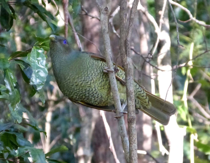 a green bird is perched on a nch