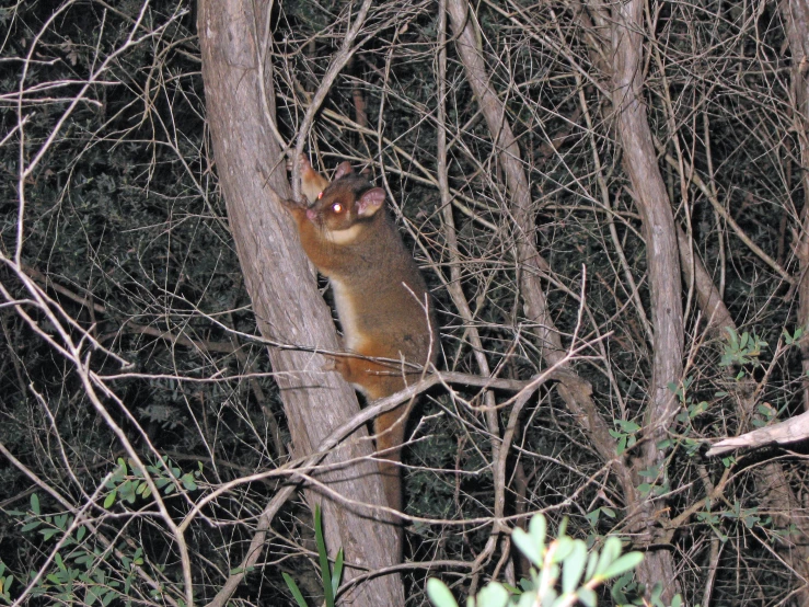 the squirrel is climbing the tree nch to eat it