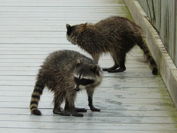 two small, furry creatures on the ground at the edge of a walkway