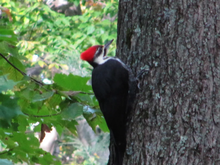 a small black and red bird perched on top of a tree