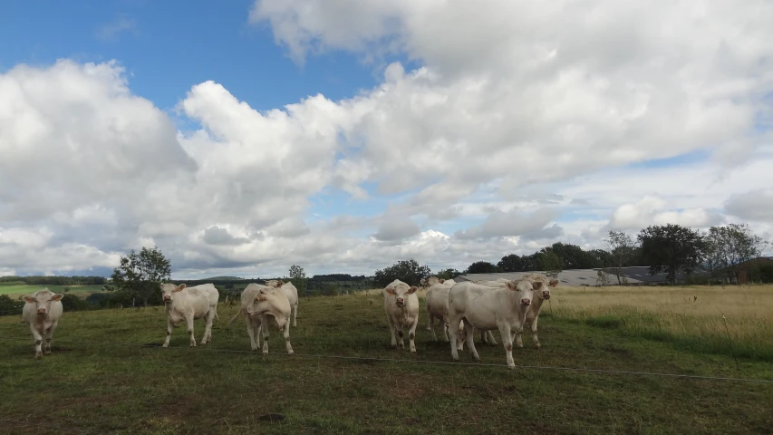 several cattle stand together on a green field