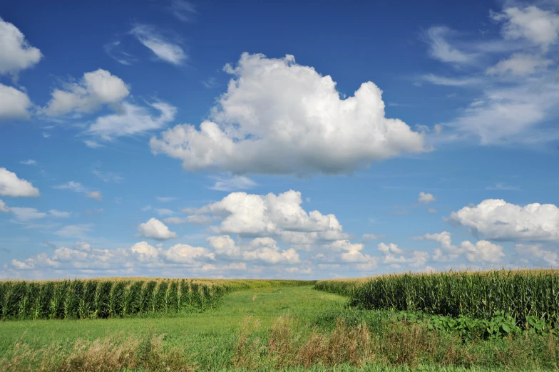 the field is full of weeds under a blue cloudy sky