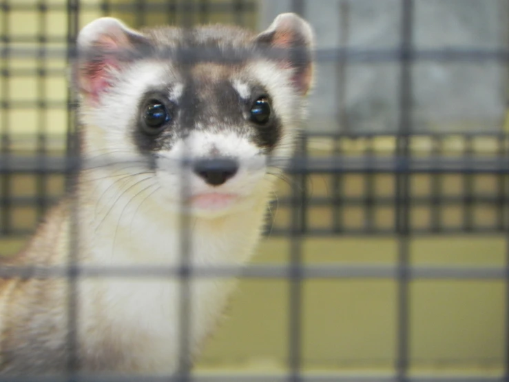 a ferret sits in a cage staring straight ahead